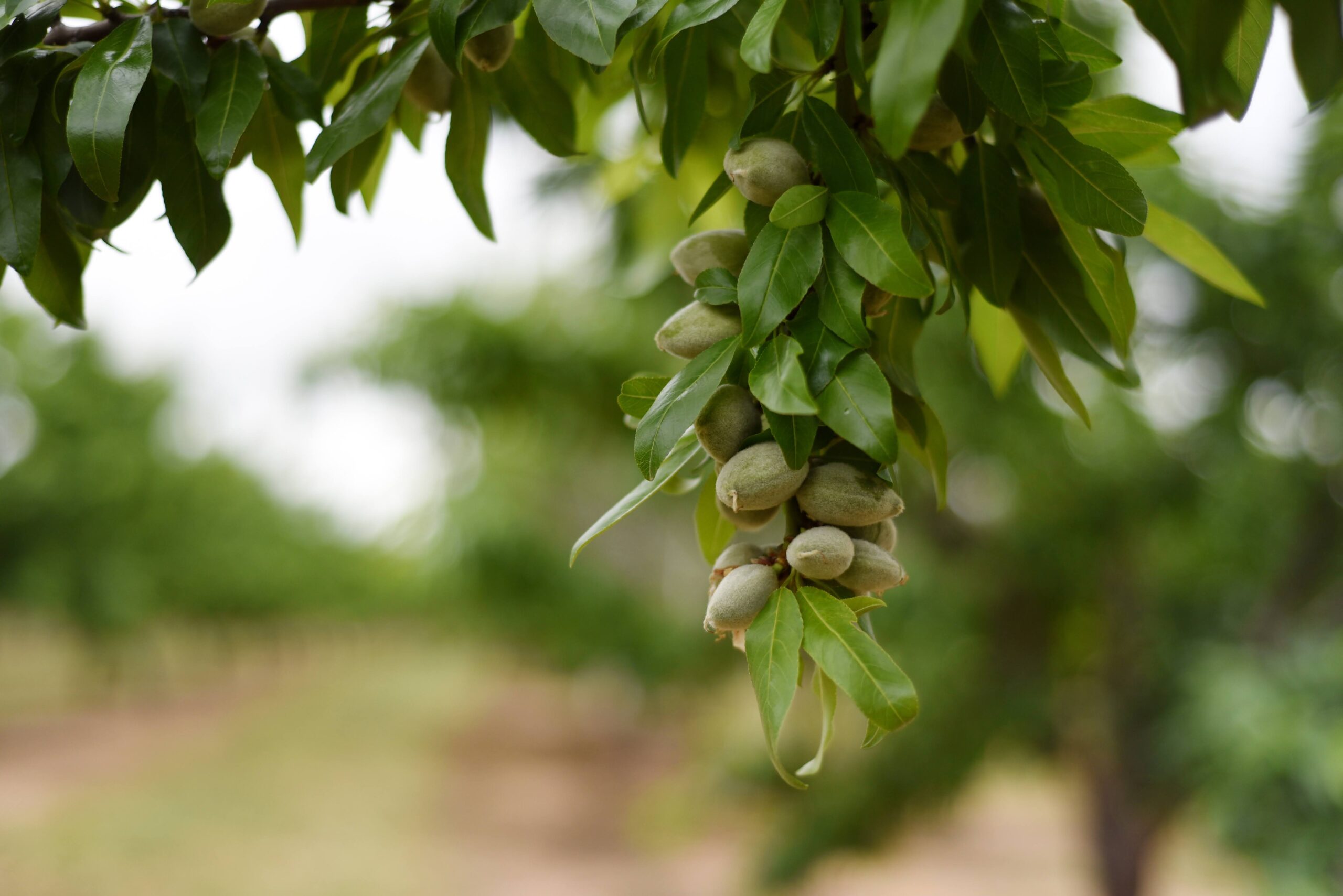 Almendros de las fincas recuperadas por Unió