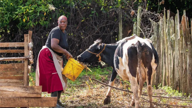 kenya-reforzando-alimentación