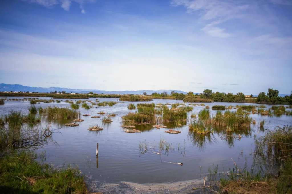 SEO/BirdLife - Riet Vell